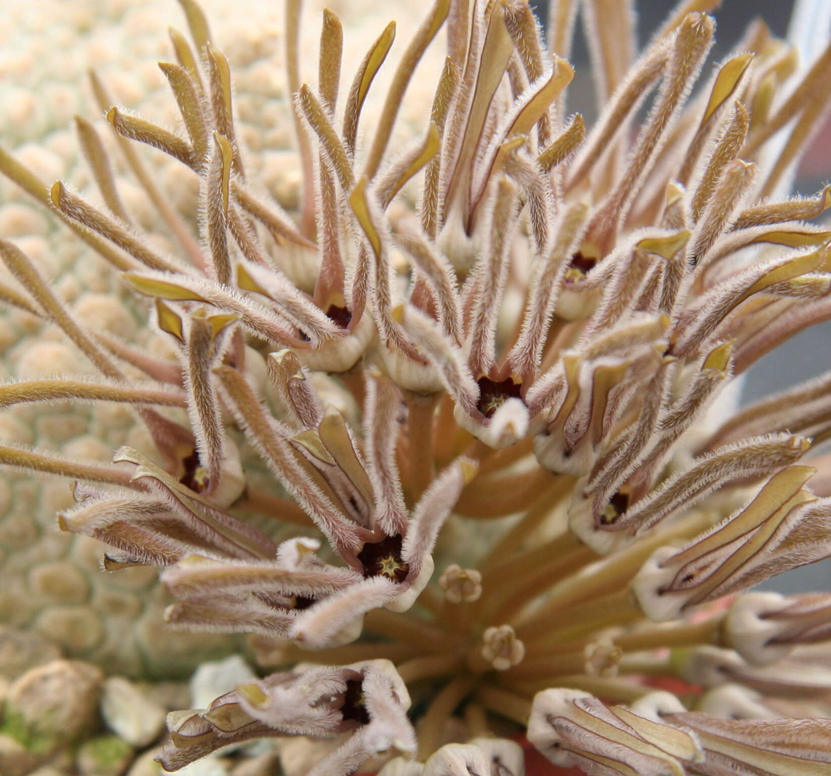 Image of Ceropegia cubiformis (P. R. O. Bally) Bruyns