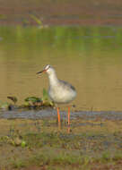 Image of Spotted Redshank