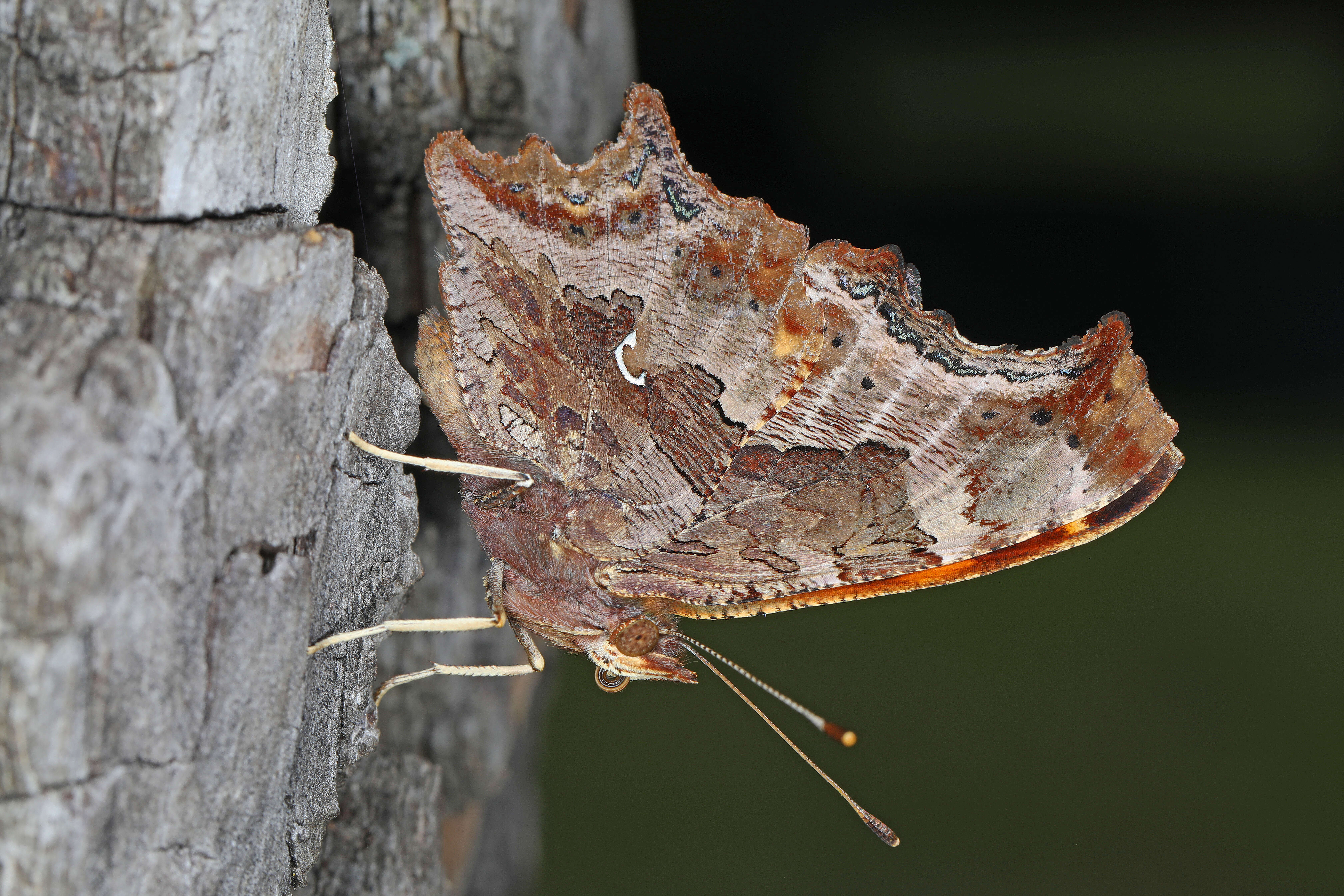 Image of Eastern Comma