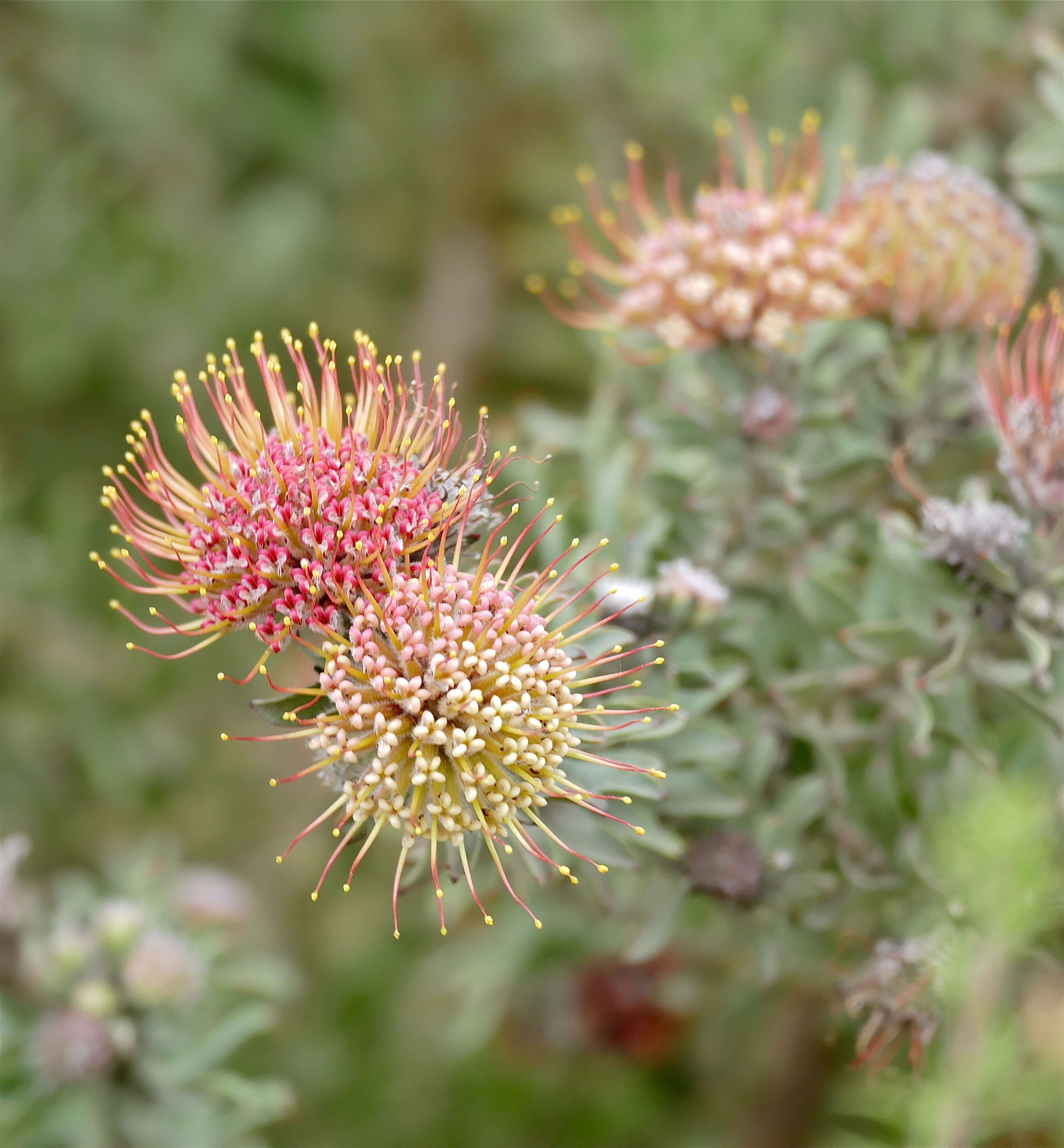 Imagem de Leucospermum calligerum (Salisb. ex Knight) Rourke