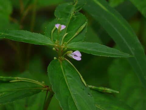 Image of Impatiens minor (DC.) S. S. R. Bennet