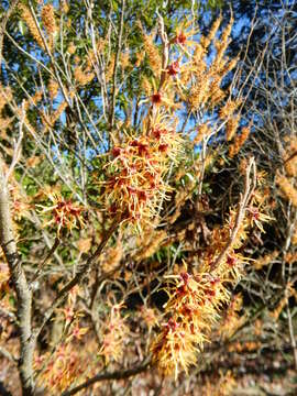 Imagem de Hamamelis vernalis Sarg.