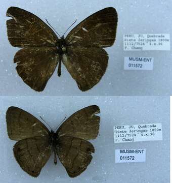 Imagem de Euptychia gisella Hayward 1957