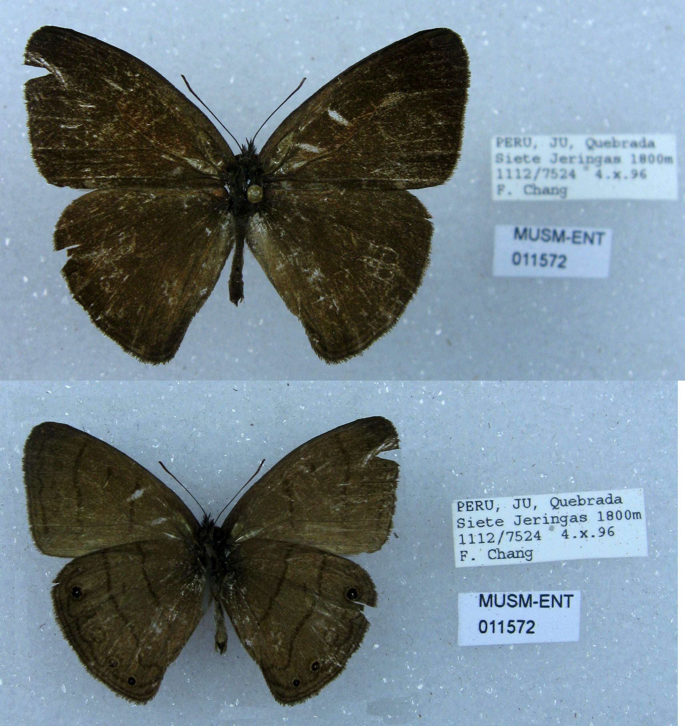 Image of Euptychia gisella Hayward 1957