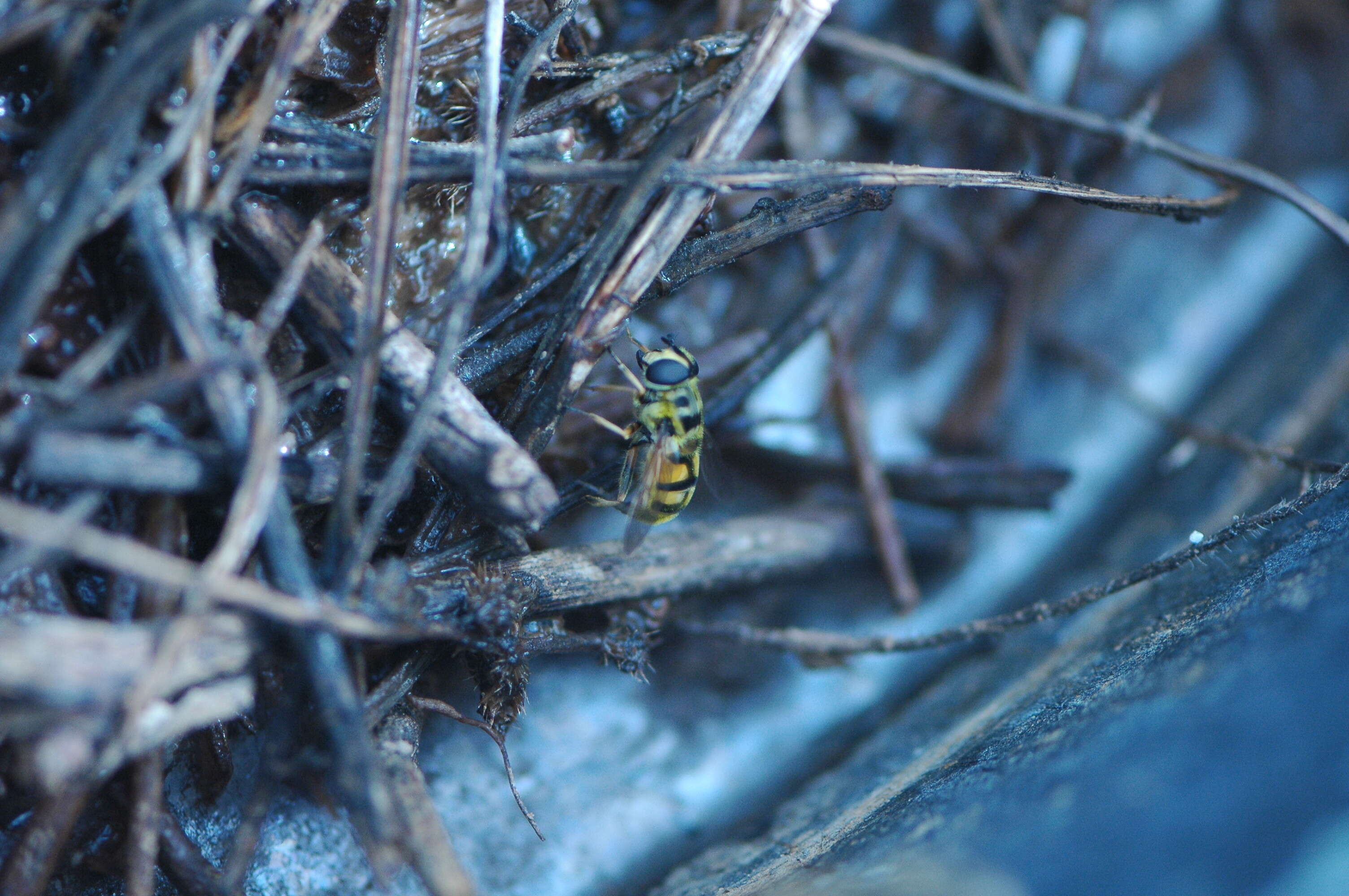 Image of Myathropa florea