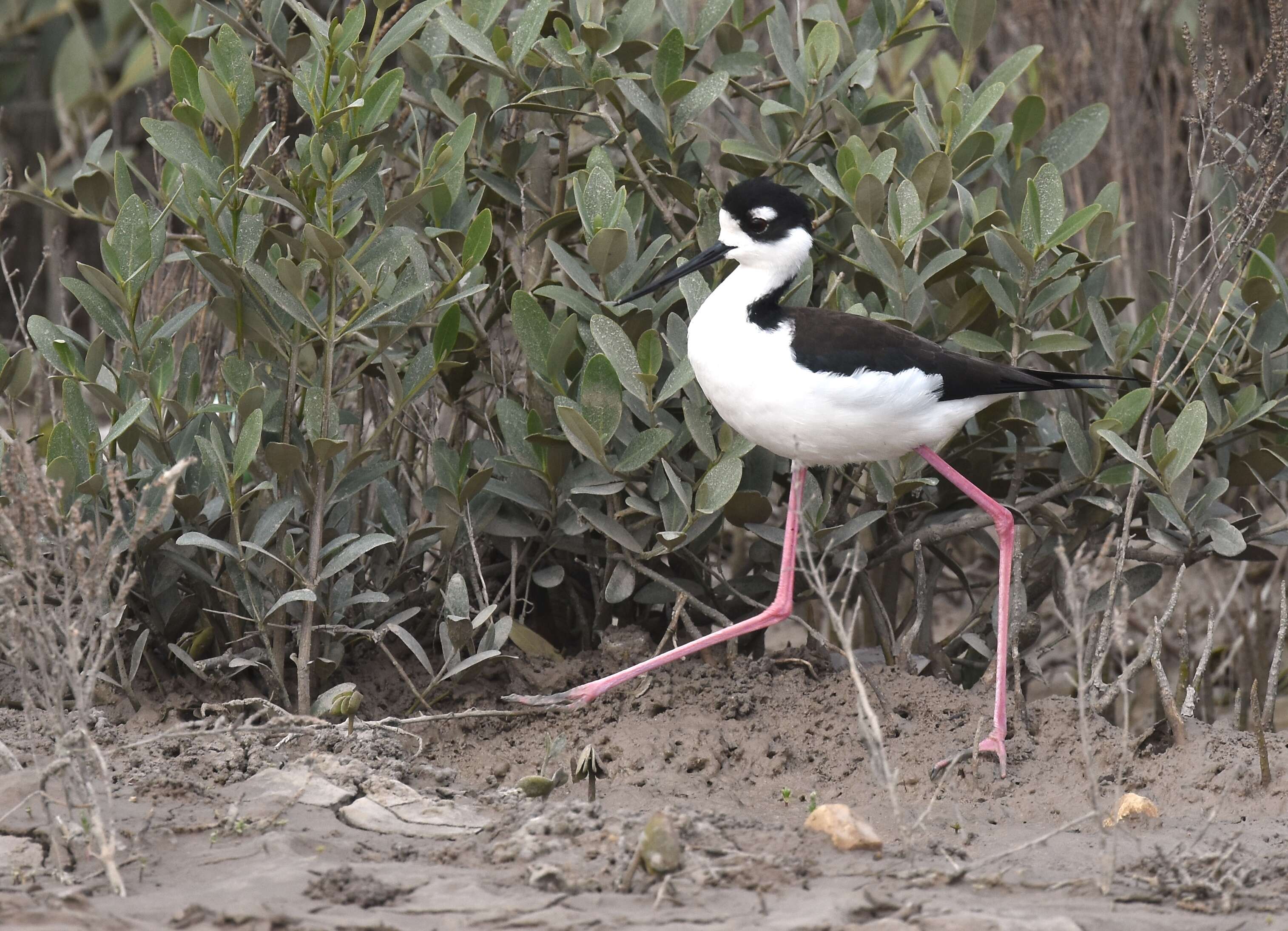 Image of Himantopus Brisson 1760