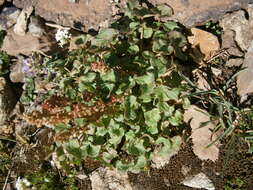 Image of mountainsorrel