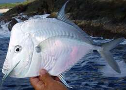 Image of Mexican Moonfish