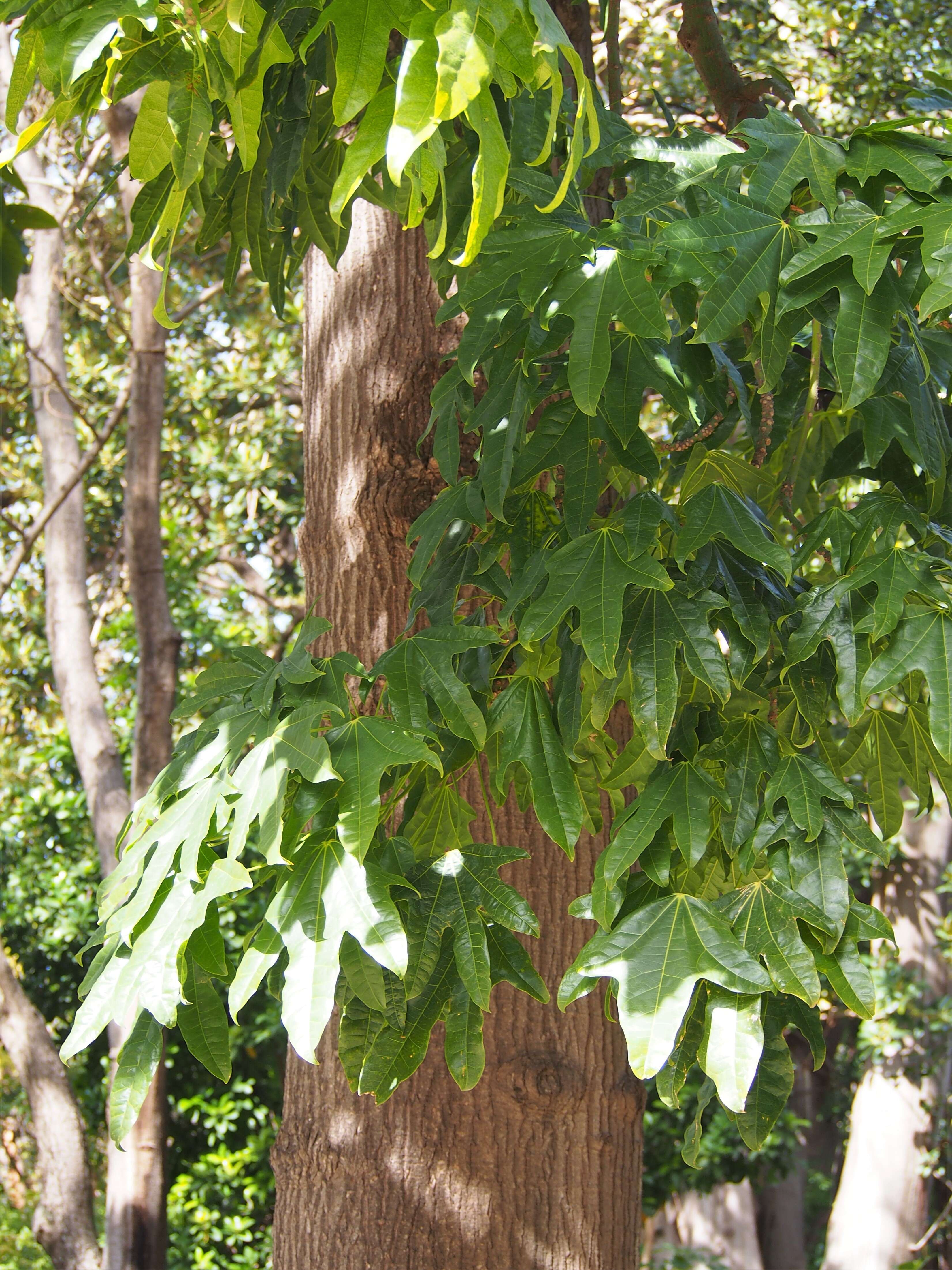 Image of flame bottletree