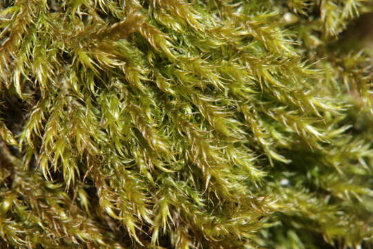 Image of goldenleaf campylium moss