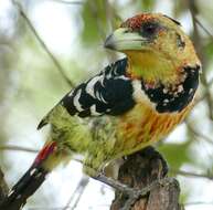 Image of Crested Barbet