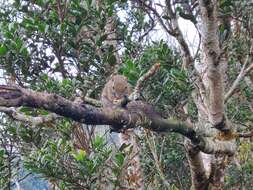 Image of Borneo Black-banded Squirrel