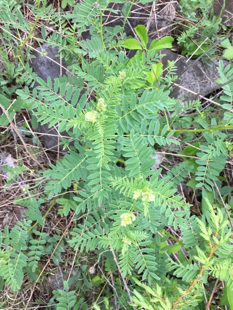 Image of Cooper's milkvetch