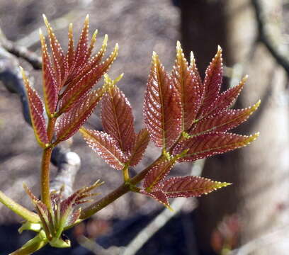 Imagem de Tapiscia sinensis Oliver