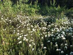 Imagem de Rhododendron tomentosum (Stokes) Harmaja