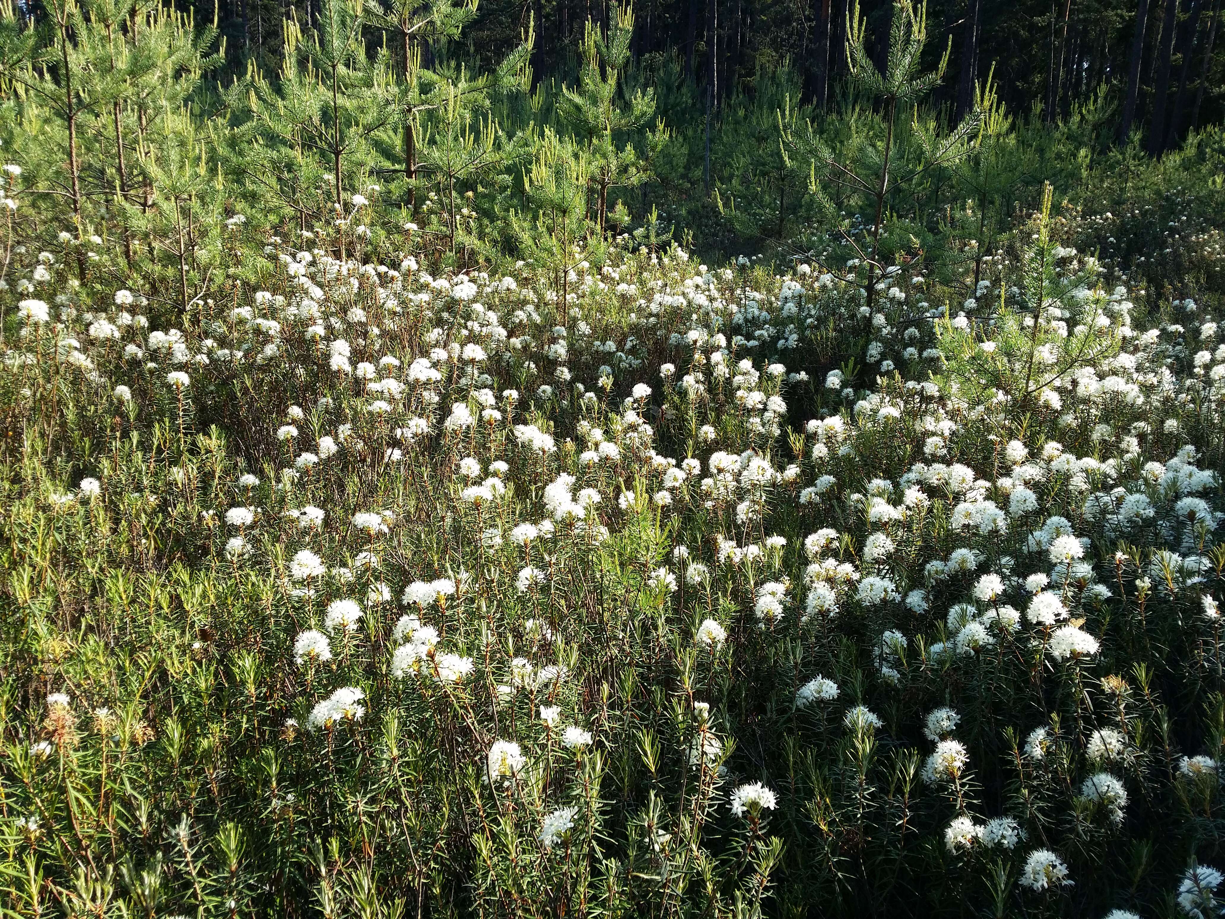 Imagem de Rhododendron tomentosum (Stokes) Harmaja