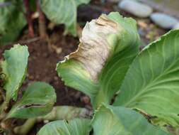 Image of white cabbage