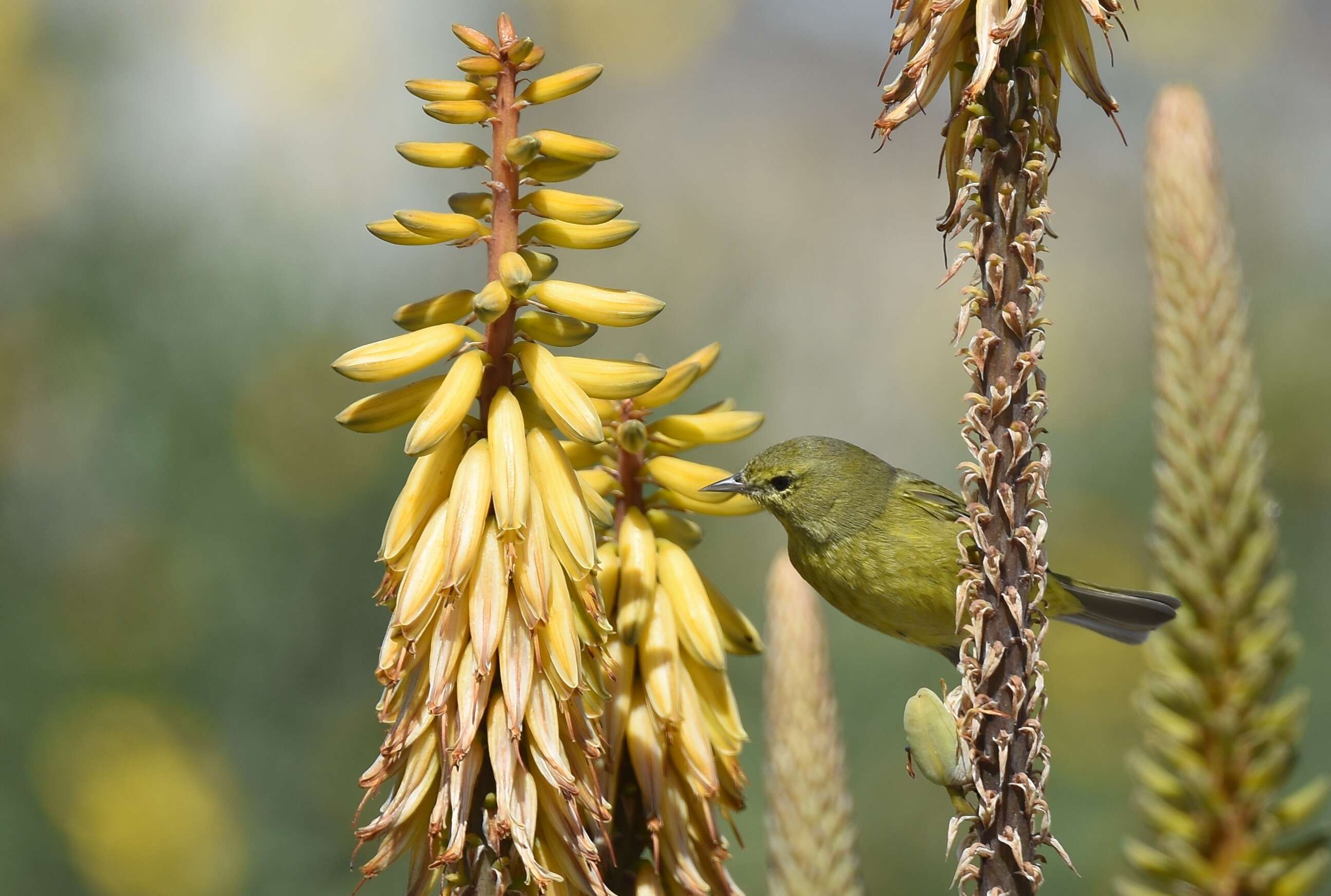 Image of Orange-crowned Warbler