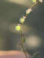 Image of sandweed