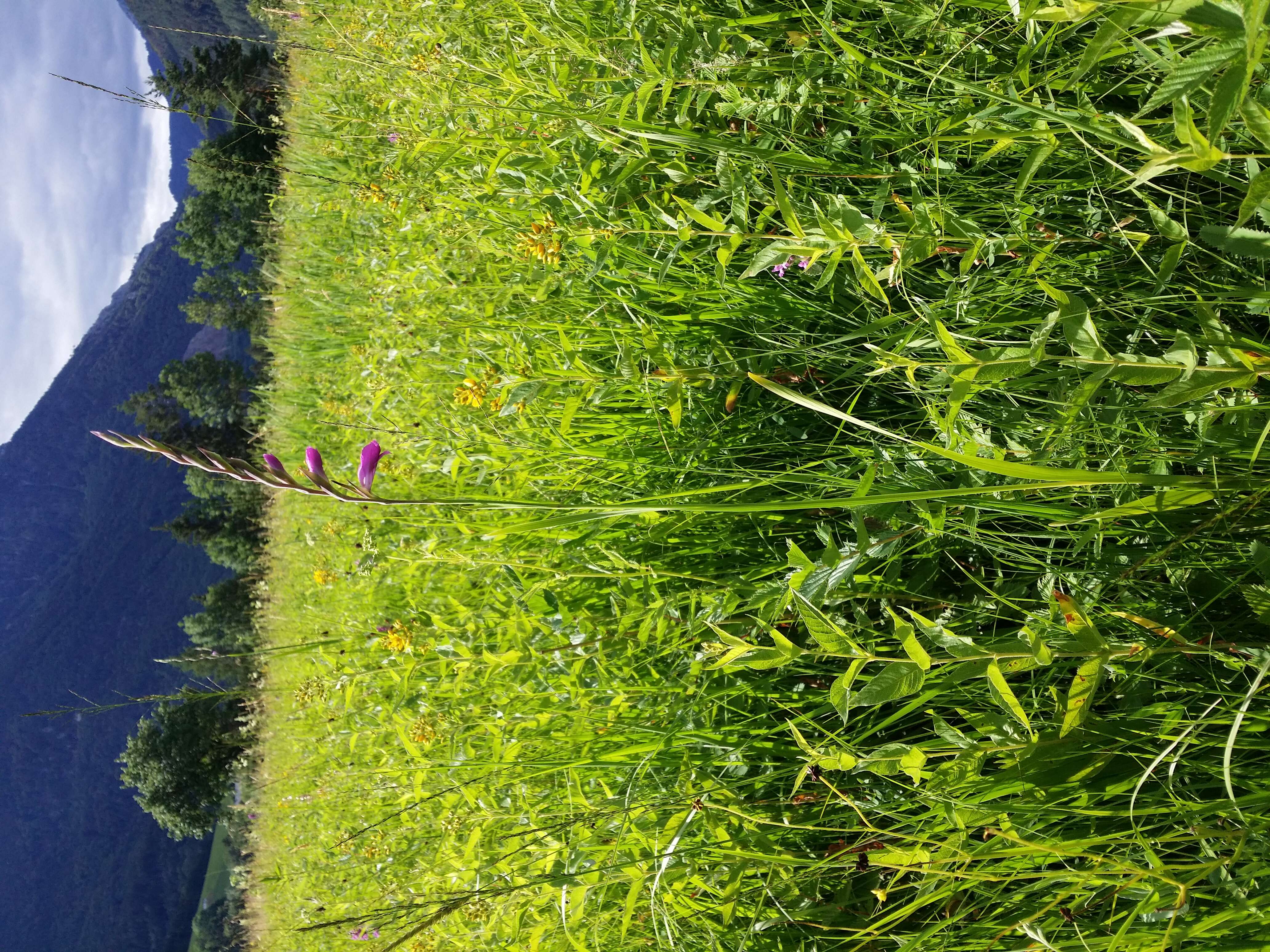 Image of Turkish Marsh Gladiolus