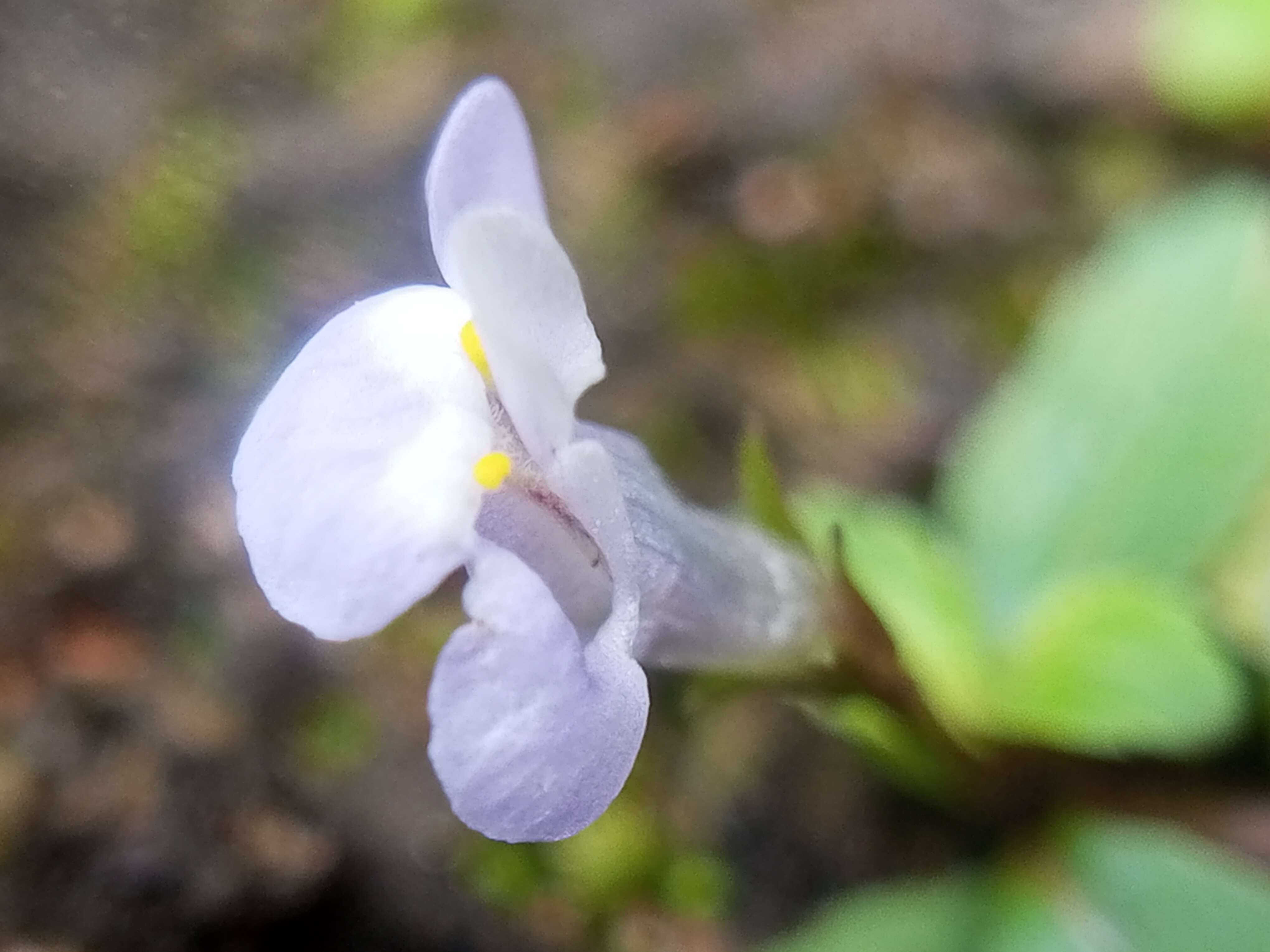 Image de Linderniaceae