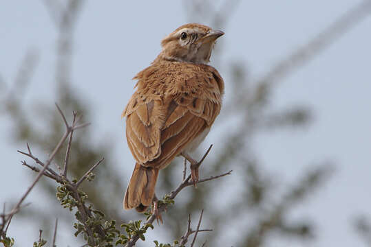 Image of Fawn-colored Lark