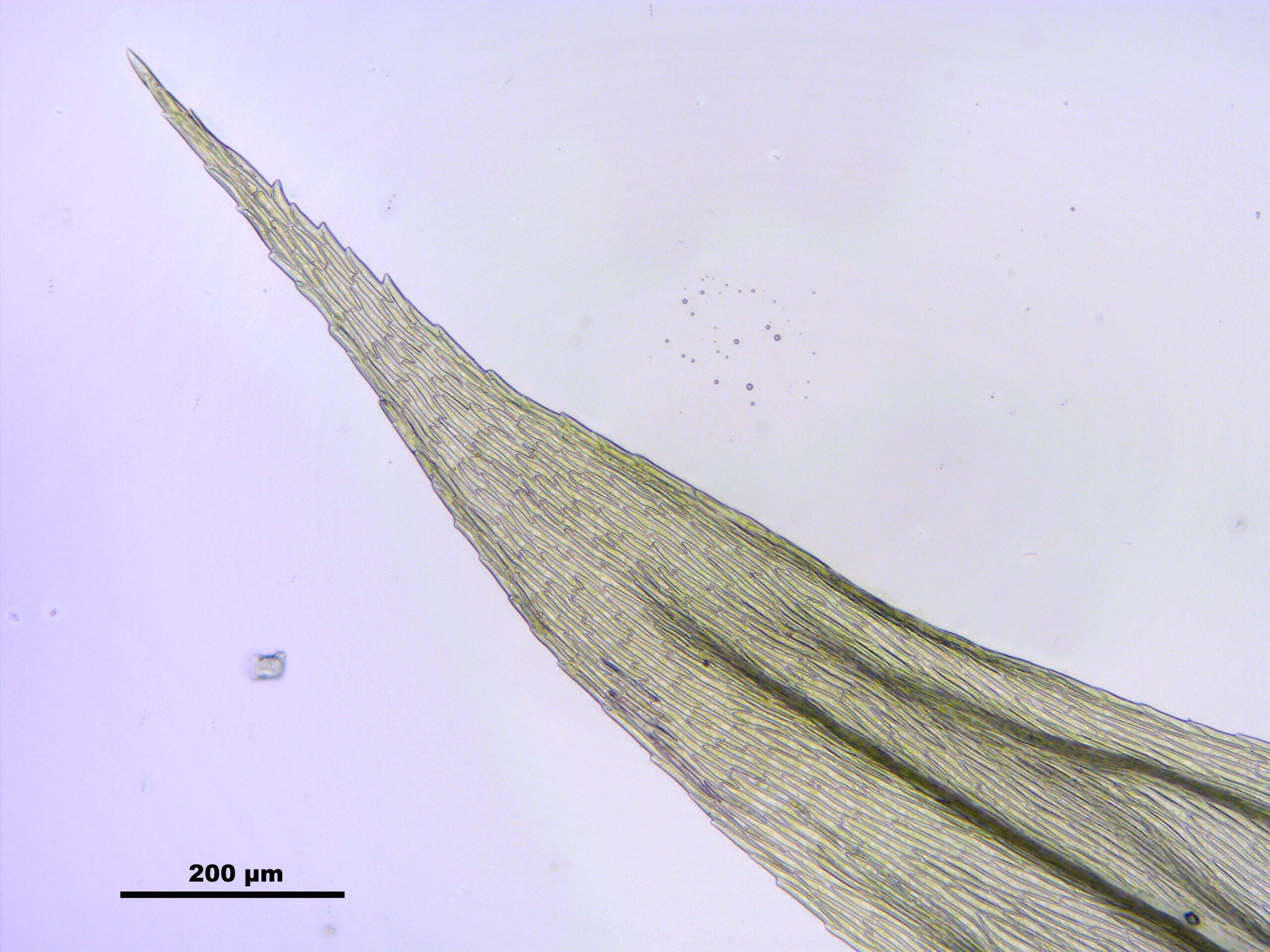 صورة Brachythecium salebrosum W. P. Schimper ex B. S. G. 1853