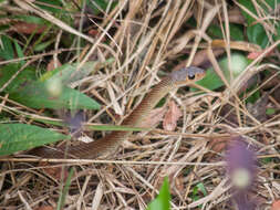 Image of Chinese Ratsnake