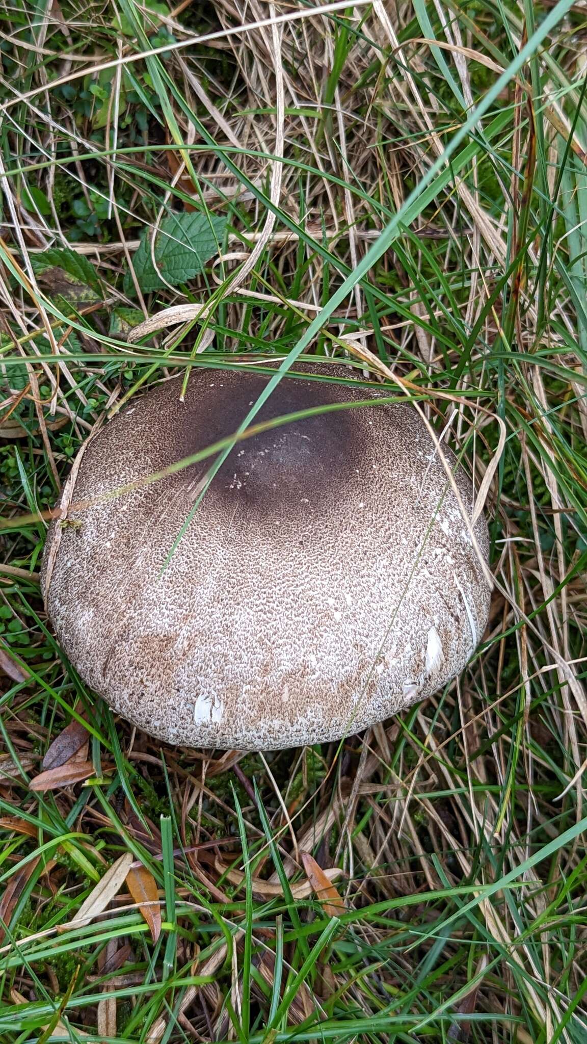 Image of Agaricus moelleri Wasser 1976