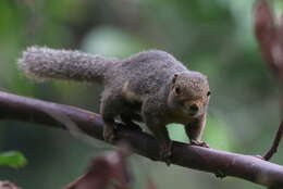 Image of Black-striped Squirrel