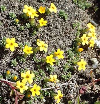 Imagem de Myosotis uniflora Hook. fil.