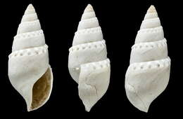 Image of Eubela limacina (Dall 1881)