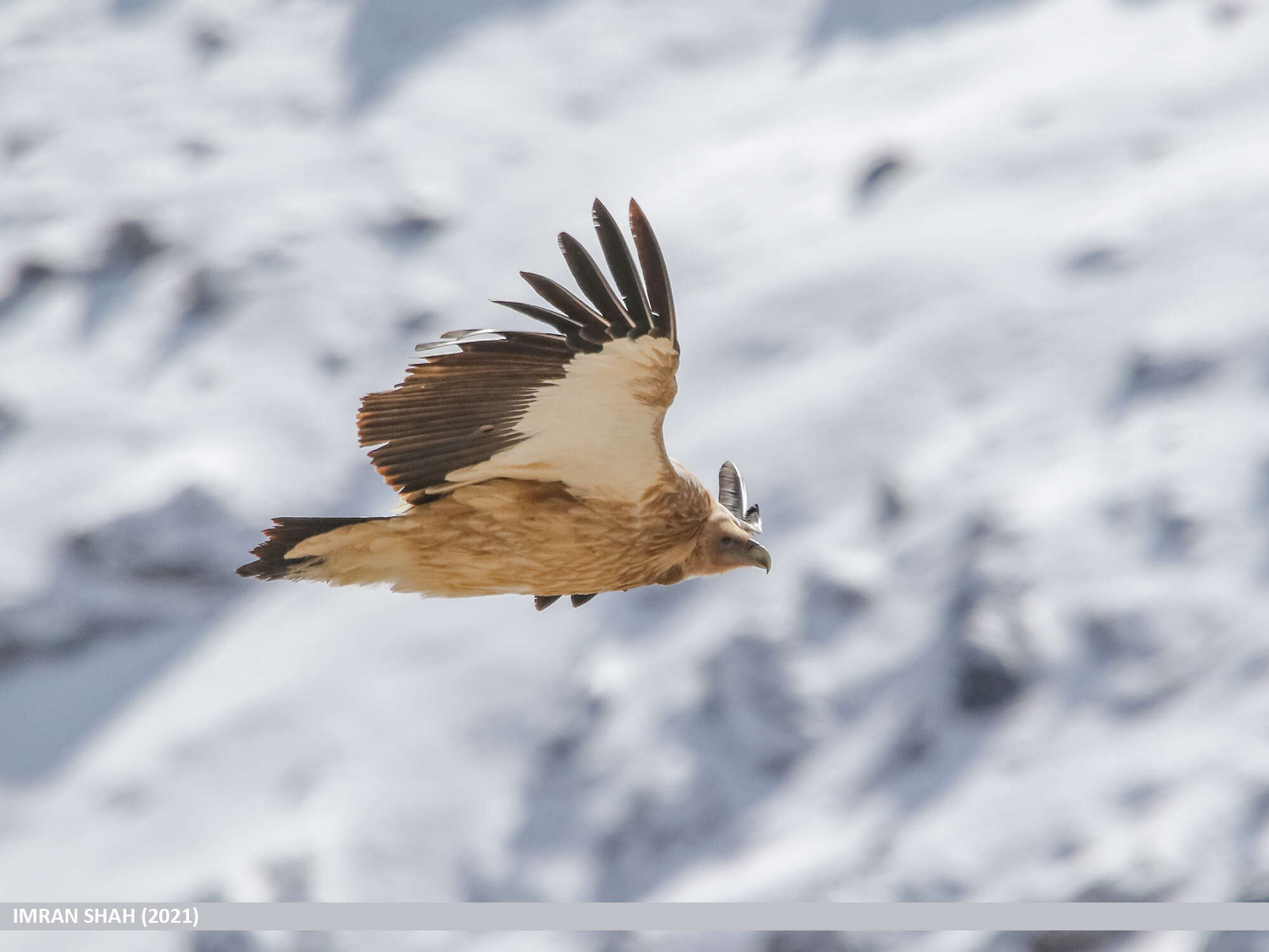 Image of Himalayan Griffon
