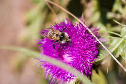 Слика од Bombus appositus Cresson 1879