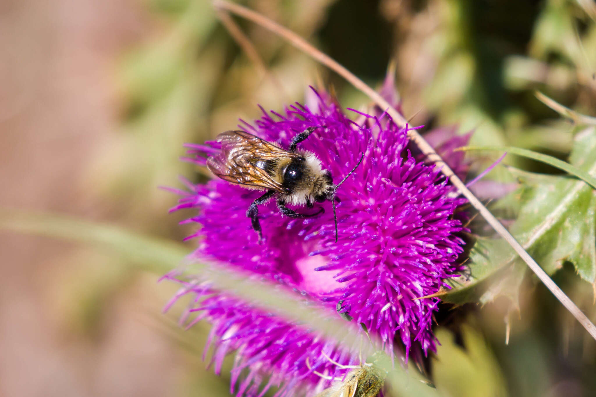 Слика од Bombus appositus Cresson 1879