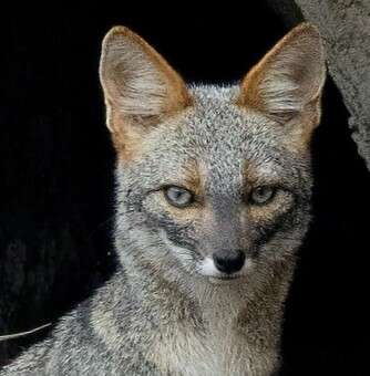Image of Peruvian Desert Fox