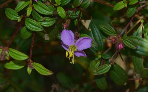 Image of Osbeckia octandra (L.) DC.