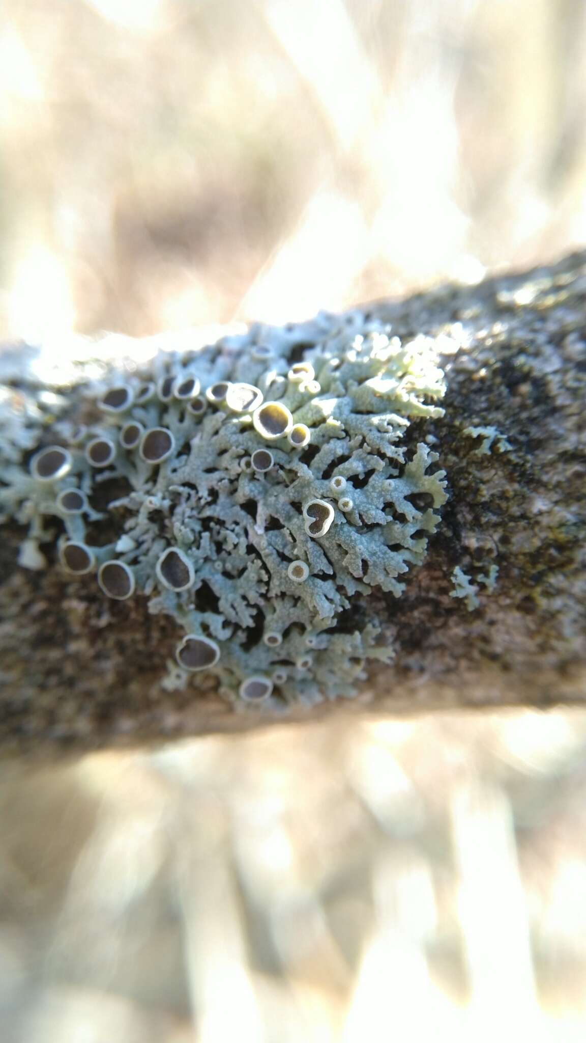 Image of rosette lichen