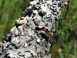 Image of rosette lichen