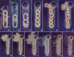 Image of alveolates