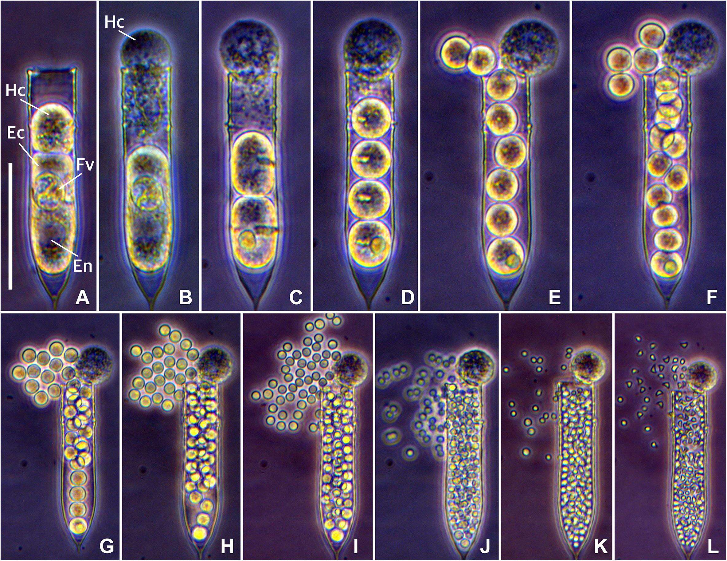 Image of alveolates