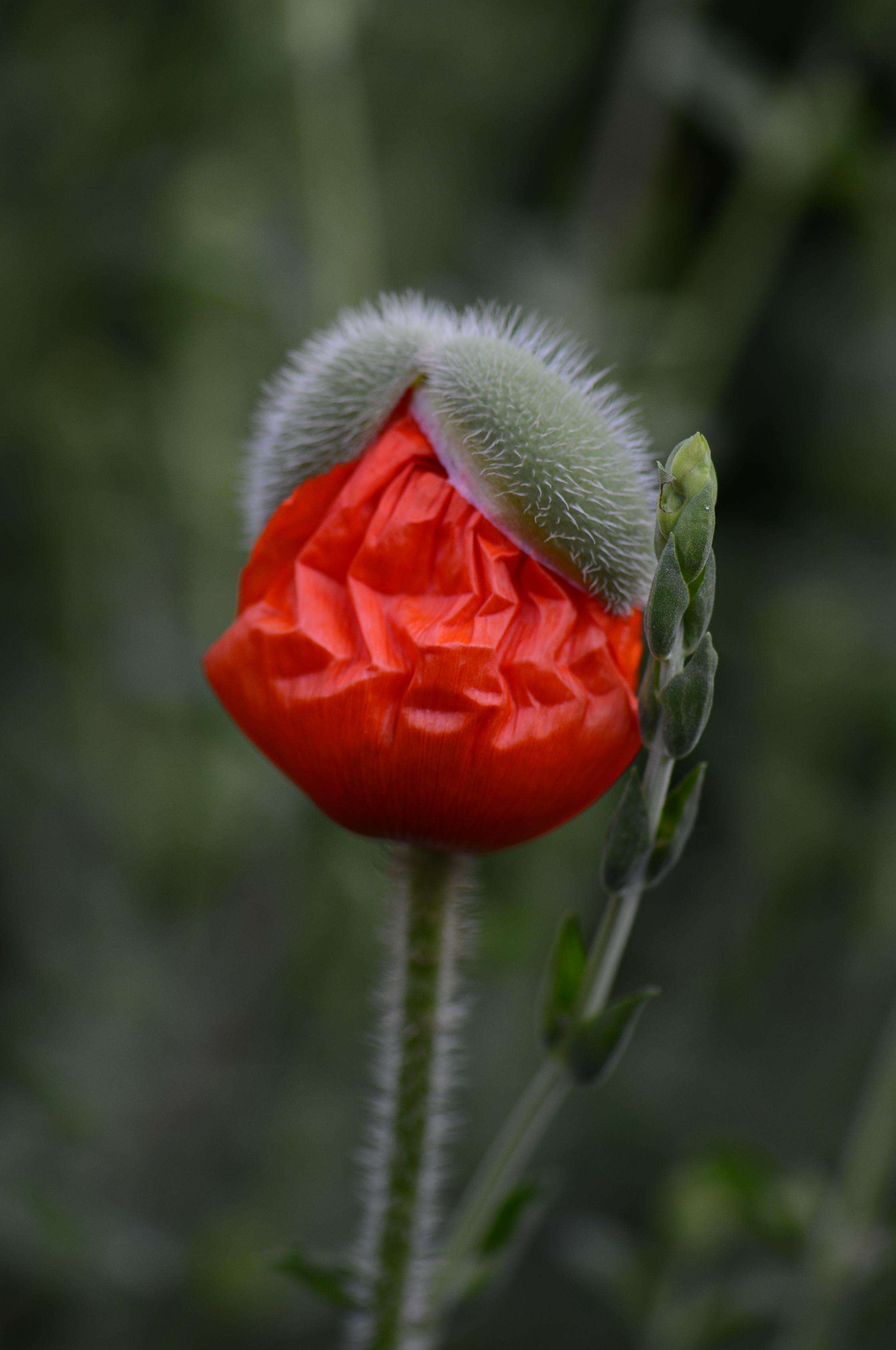 Image of Oriental poppy