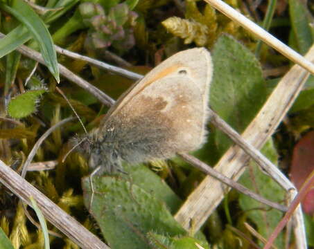 Image of small heath