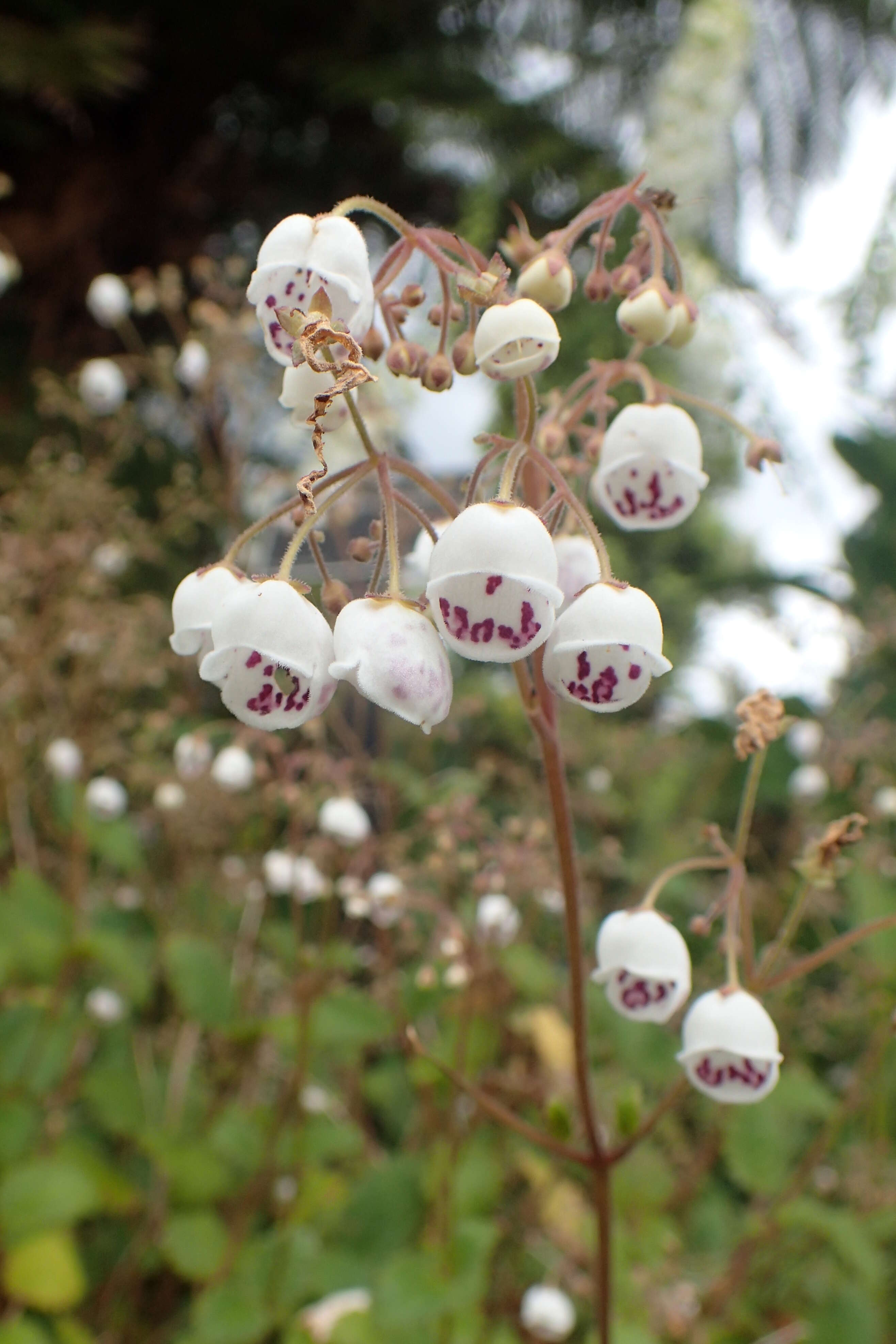 Image of New Zealand calceolaria