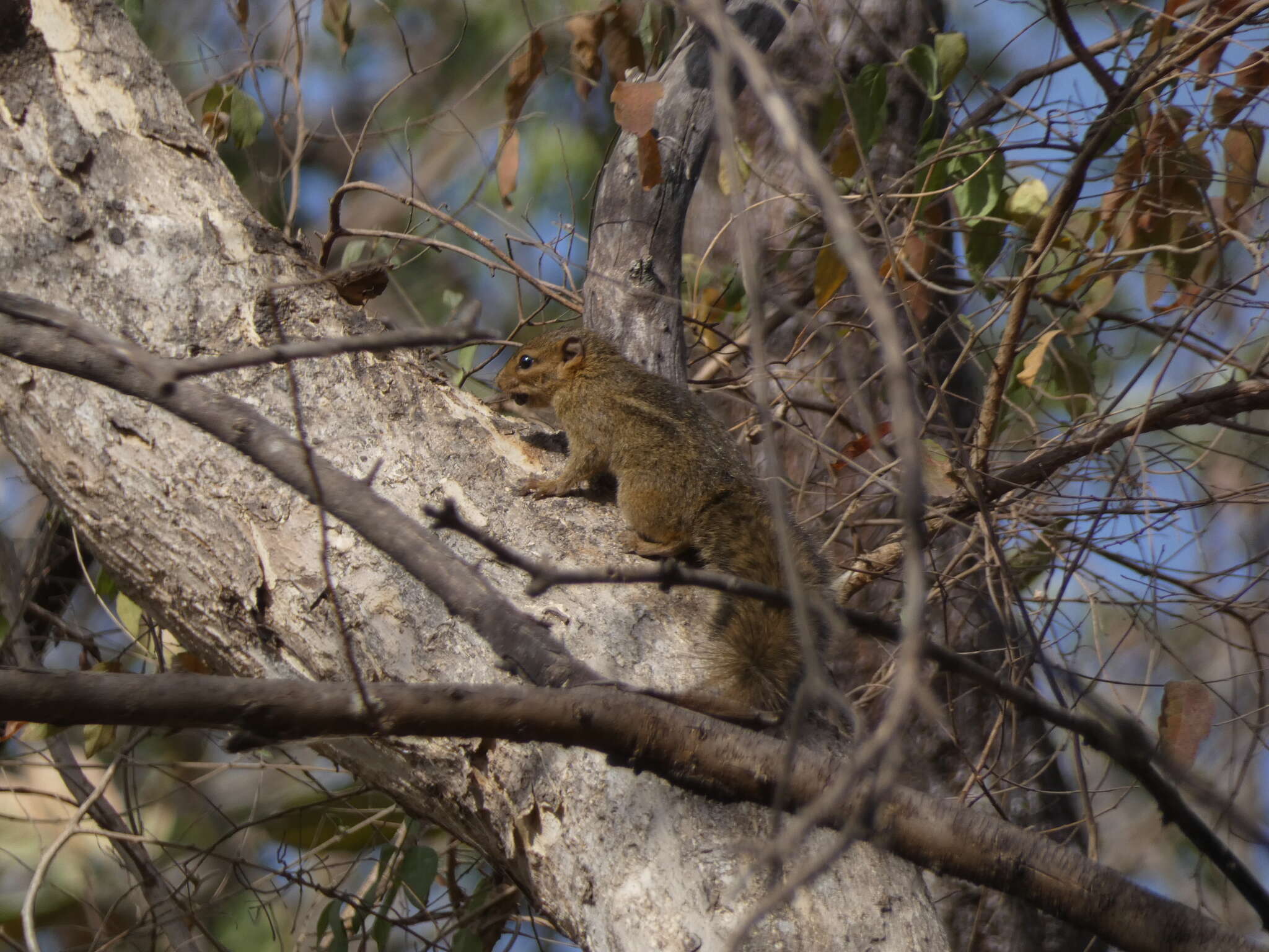 Funisciurus substriatus de Winton 1899的圖片