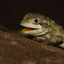 Image of Abor Hills agama