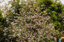 Imagem de Cercis chinensis Bunge