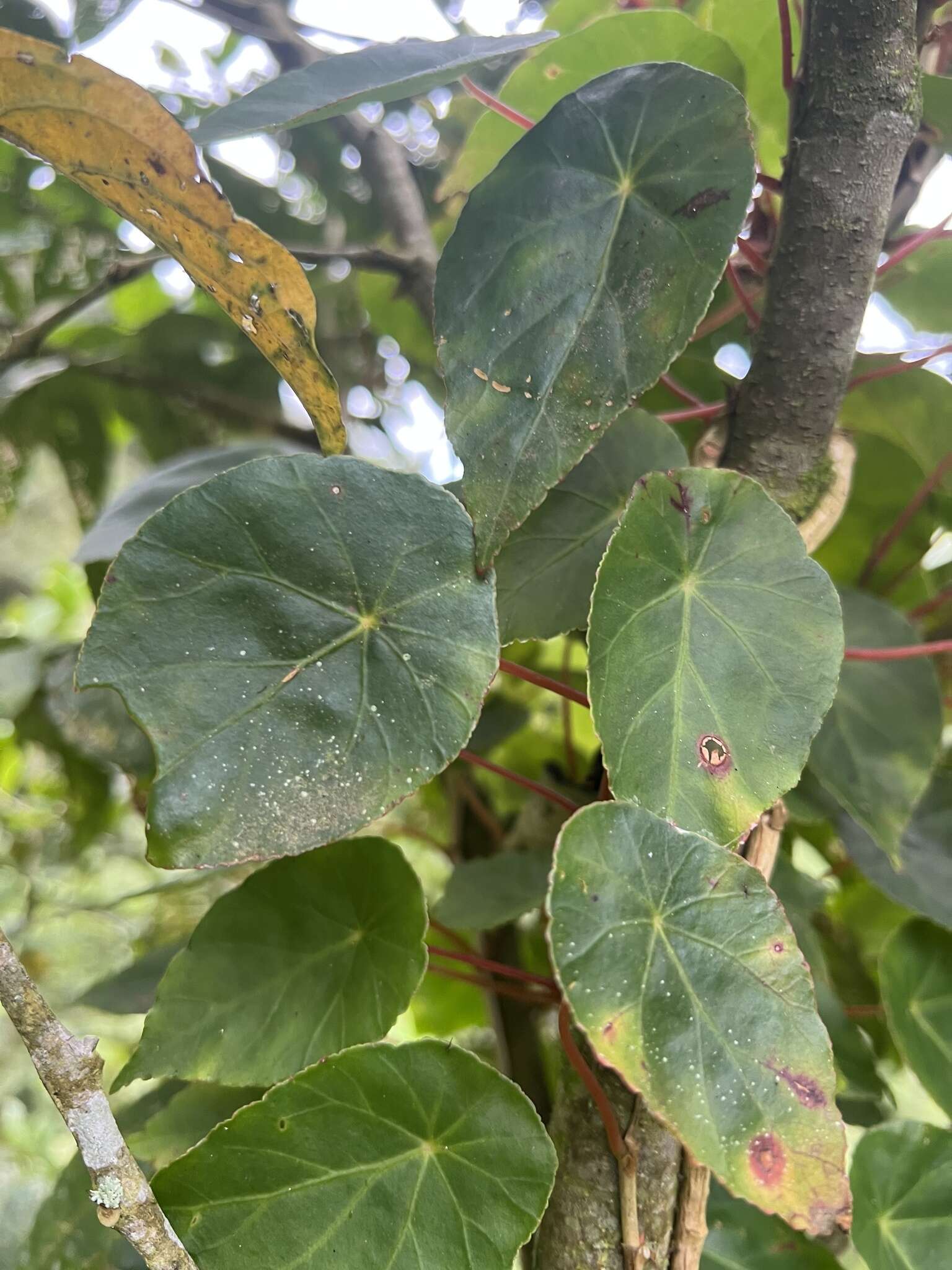 Image de Begonia tropaeolifolia A. DC.