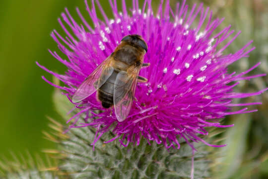 Image of drone fly