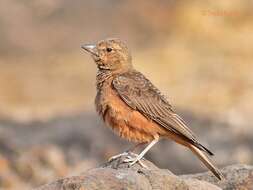 Image of Rufous-tailed Lark